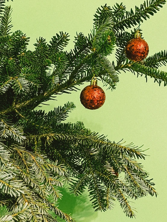 a close up of a christmas tree with ornaments on it, an album cover, inspired by Ernest William Christmas, trending on pexels, renaissance, manicured solarpunk greenery, ignant, frederik heyman, colorized photograph