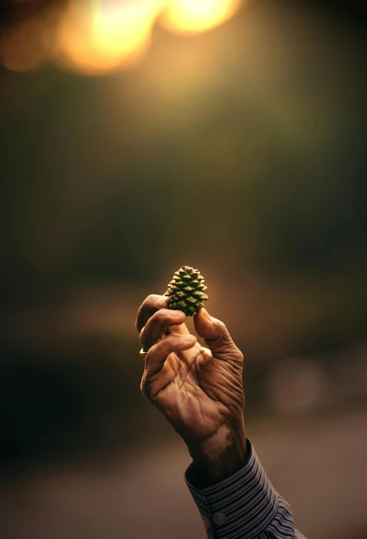 a person holding a small pine tree in their hand, by Ibrahim Kodra, unsplash contest winner, evening lights, cone, 15081959 21121991 01012000 4k, medium format. soft light