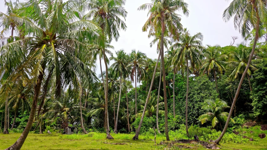 a group of palm trees sitting on top of a lush green field, inspired by Kōno Michisei, unsplash, hurufiyya, in a beachfront environment, indian forest, garden with fruits on trees, 🦩🪐🐞👩🏻🦳
