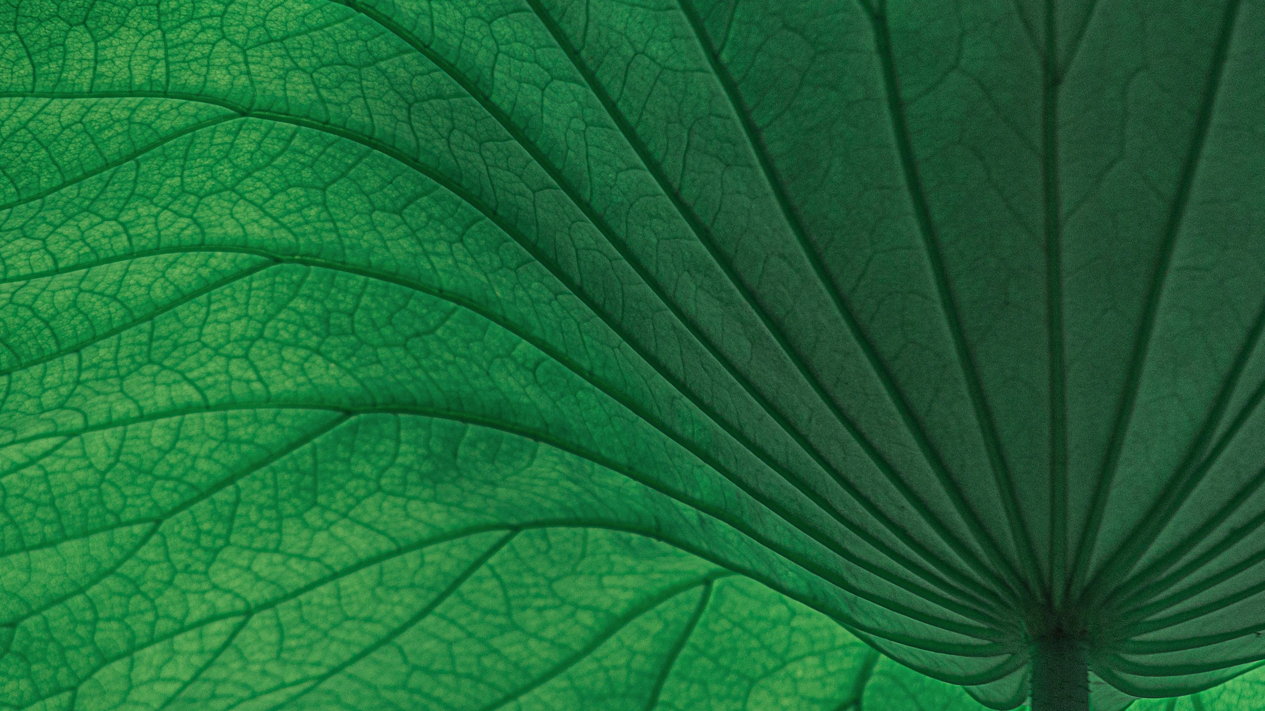 a close up view of a green leaf, an album cover, inspired by Art Green, curves, ultra - high detail, panels, lotus petals