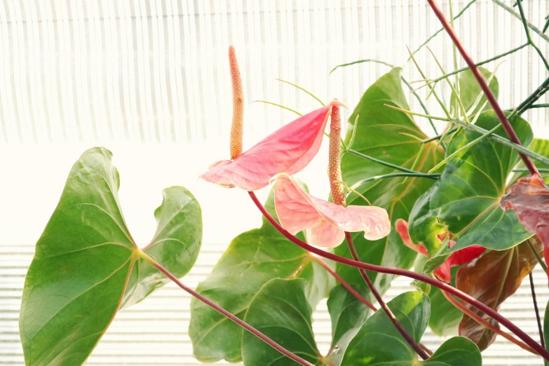 a close up of a plant with pink flowers, draped with red hybiscus, lianas, indoors, greenery growing