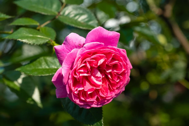 a pink rose with green leaves in the background, inspired by Barbara Nasmyth, unsplash, renaissance, a brightly coloured, rich deep pink, made of glazed, old english