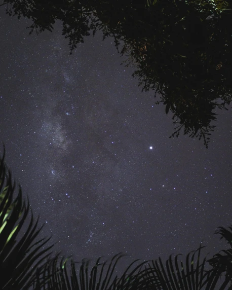 a night sky filled with lots of stars, an album cover, unsplash, in a deep lush jungle at night, low quality grainy, the milk way, snapchat photo