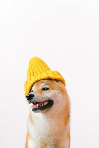 a brown and white dog wearing a yellow hat, an album cover, inspired by Shiba Kōkan, trending on pexels, beanie, gif, laughing, high fashion