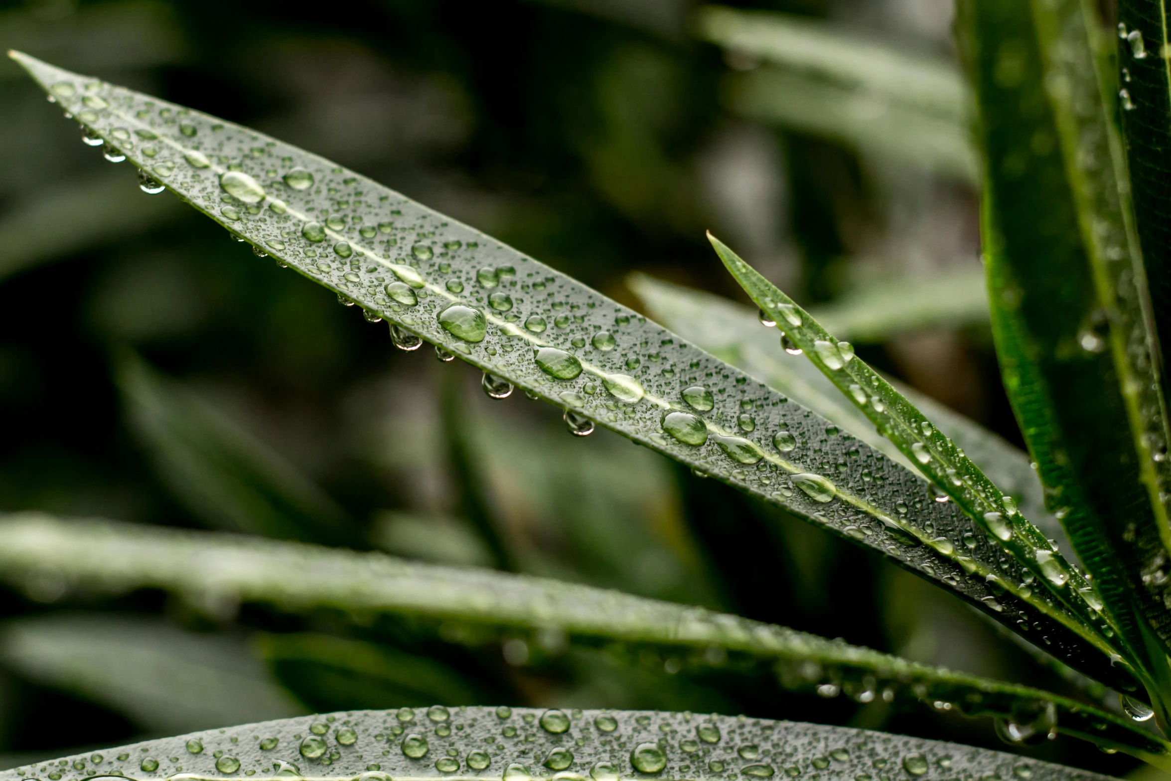 a close up of a plant with water droplets on it, taken with sony alpha 9, smooth detailed, reeds, high detail photo