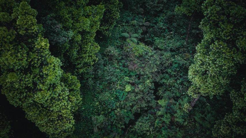 a forest filled with lots of green trees, unsplash contest winner, hurufiyya, deep jungle texture, helicopter view, te pae, 🦑 design