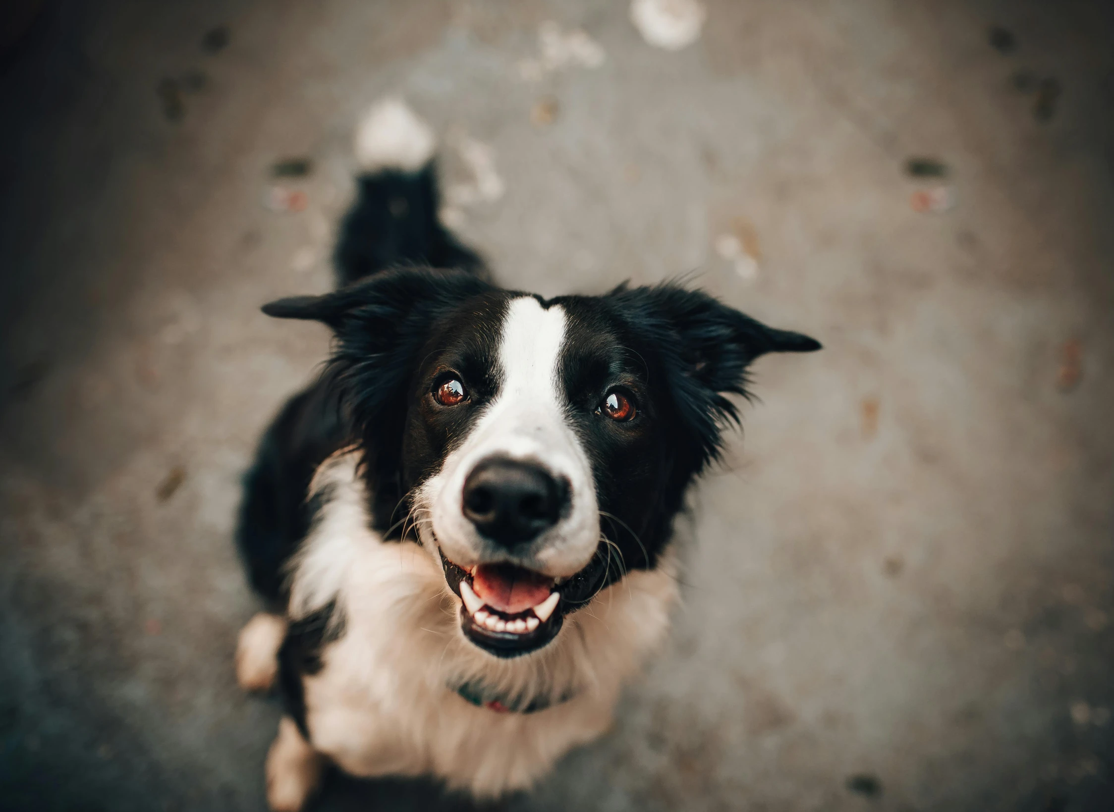 a black and white dog looking up at the camera, pexels contest winner, smiling playfully, video