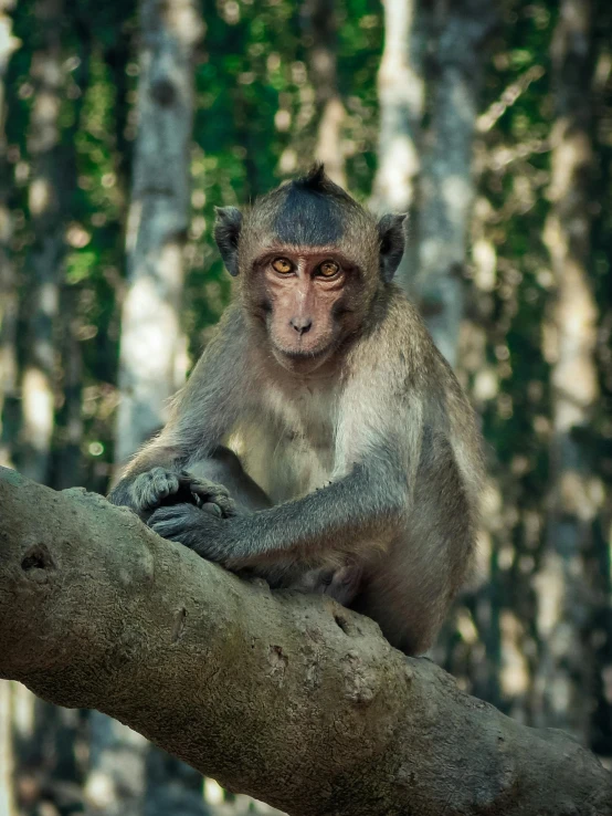 a monkey sitting on top of a tree branch, a portrait, pexels contest winner, south east asian with round face, grey, slide show, print ready