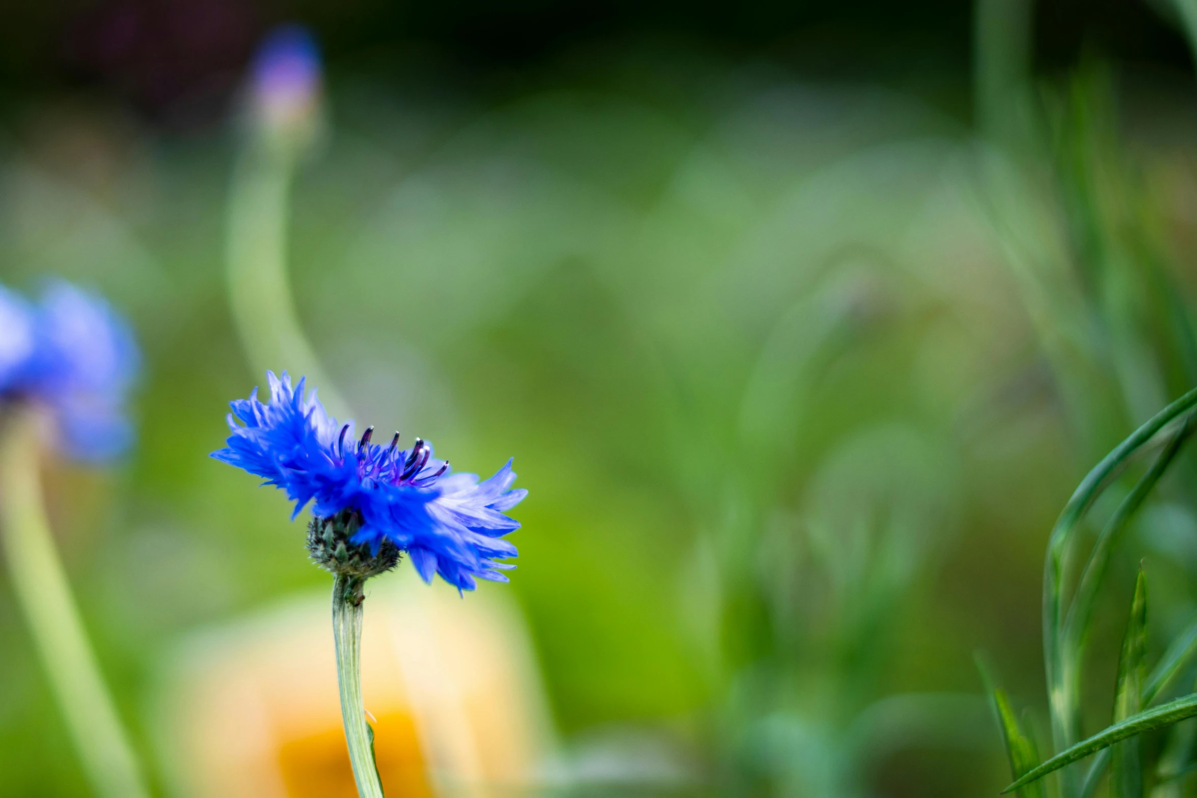 a blue flower sitting on top of a lush green field, a portrait, unsplash, macro bokeh ”, color ( sony a 7 r iv, spiky, gardening