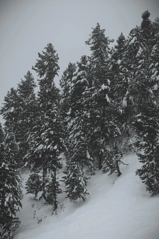 a man riding a snowboard down a snow covered slope, a black and white photo, unsplash contest winner, hurufiyya, spruce trees on the sides, overcast gray skies, ((trees)), sitting in a tree