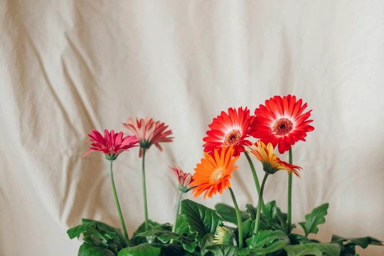 a close up of flowers in a pot on a table, trending on unsplash, plain background, in a row, light red and orange mood, multicoloured
