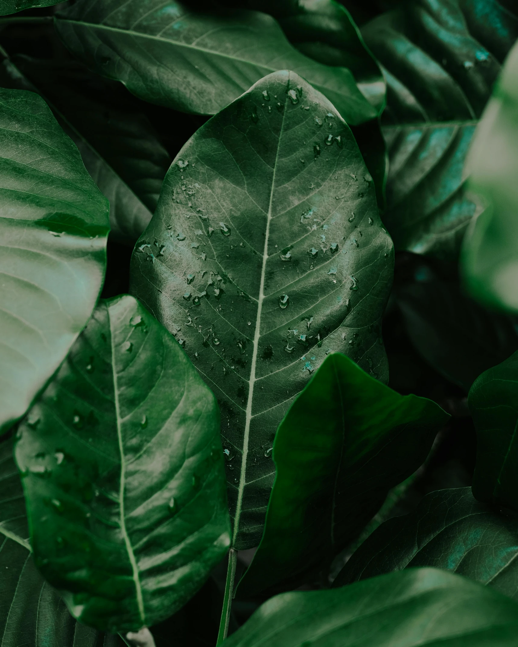 green leaves with water droplets on them, an album cover, trending on unsplash, multiple stories, big leaf bra, high quality screenshot, trending on