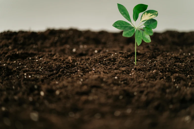 a small plant sprouting out of the ground, unsplash, figuration libre, background image, organic biomass, lunar soil, profile pic