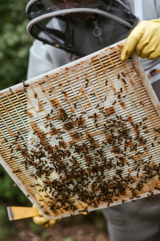 a beekeeper holding a beehive full of bees, an album cover, trending on pexels, high angle close up shot, grey, panel, scientific