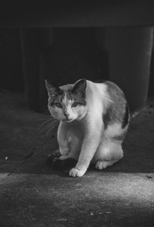 a black and white photo of a cat sitting on the ground, a black and white photo, unsplash, in a square, annoyed, standing, sittin
