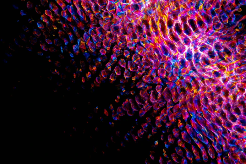 a close up of a colorful object on a black background, a microscopic photo, by Jan Rustem, generative art, fish scales, view from below, tendrils of colorful light, red and blue black light