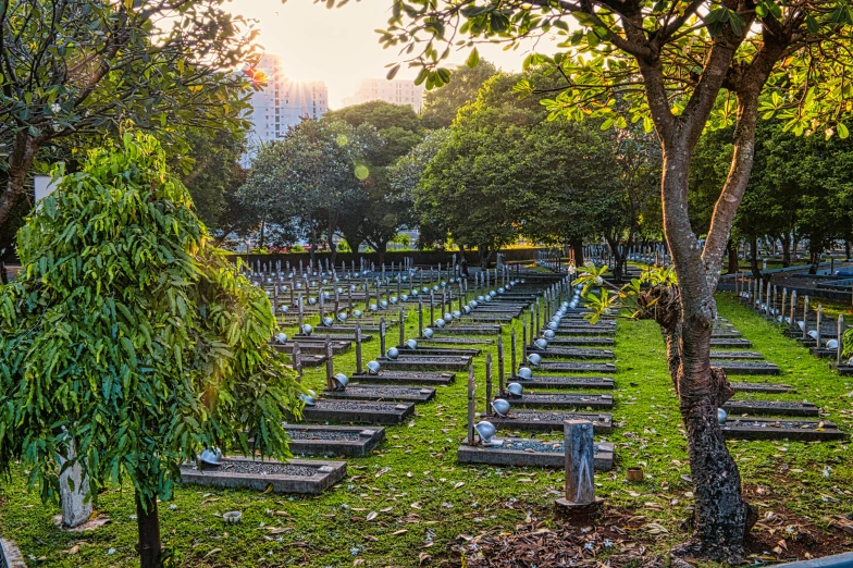 a cemetery filled with lots of tombstones and trees, by Fernando Gerassi, lee kuan yew, morning golden hour, fan favorite, rows of canteen in background