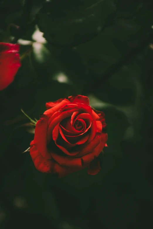 a close up of a red rose on a black background, a picture, inspired by Elsa Bleda, pexels contest winner, lush surroundings, hearts, tall, green and red