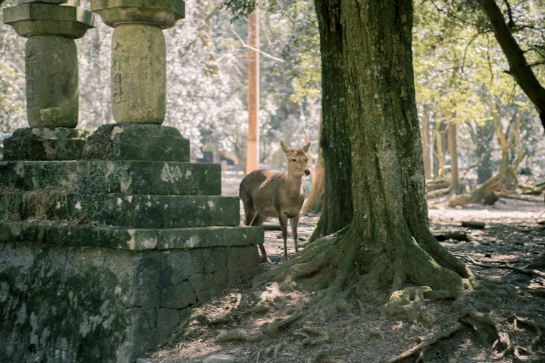 a deer standing next to a tree in a forest, a statue, by Elsa Bleda, shin hanga, temple ruins, conde nast traveler photo