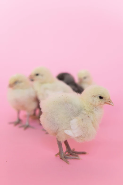 a group of chicks standing next to each other on a pink surface, by Ellen Gallagher, shutterstock contest winner, essence, biological photo, mane, pale!