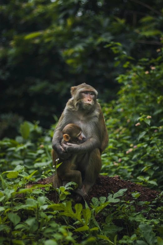 a monkey sitting on top of a pile of dirt, by Jan Tengnagel, unsplash contest winner, sumatraism, father with child, in serene forest setting, bangladesh, calmly conversing 8k