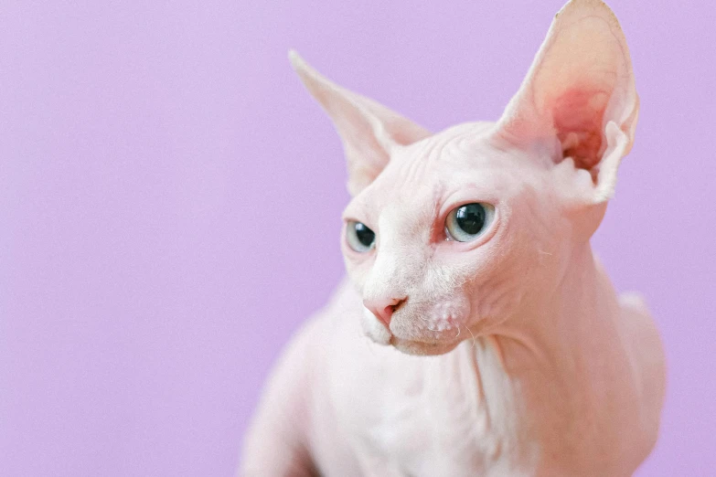 a close up of a cat with blue eyes, an album cover, trending on pexels, brightly lit pink room, sphinx cat, albino dwarf, made of cotton candy