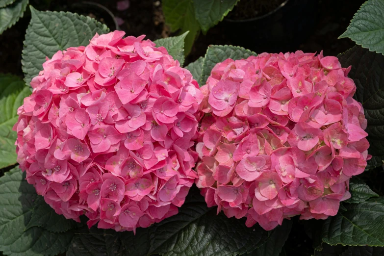 a close up of two pink flowers with green leaves, hydrangea, bubblegum pop, full colour, award - winning