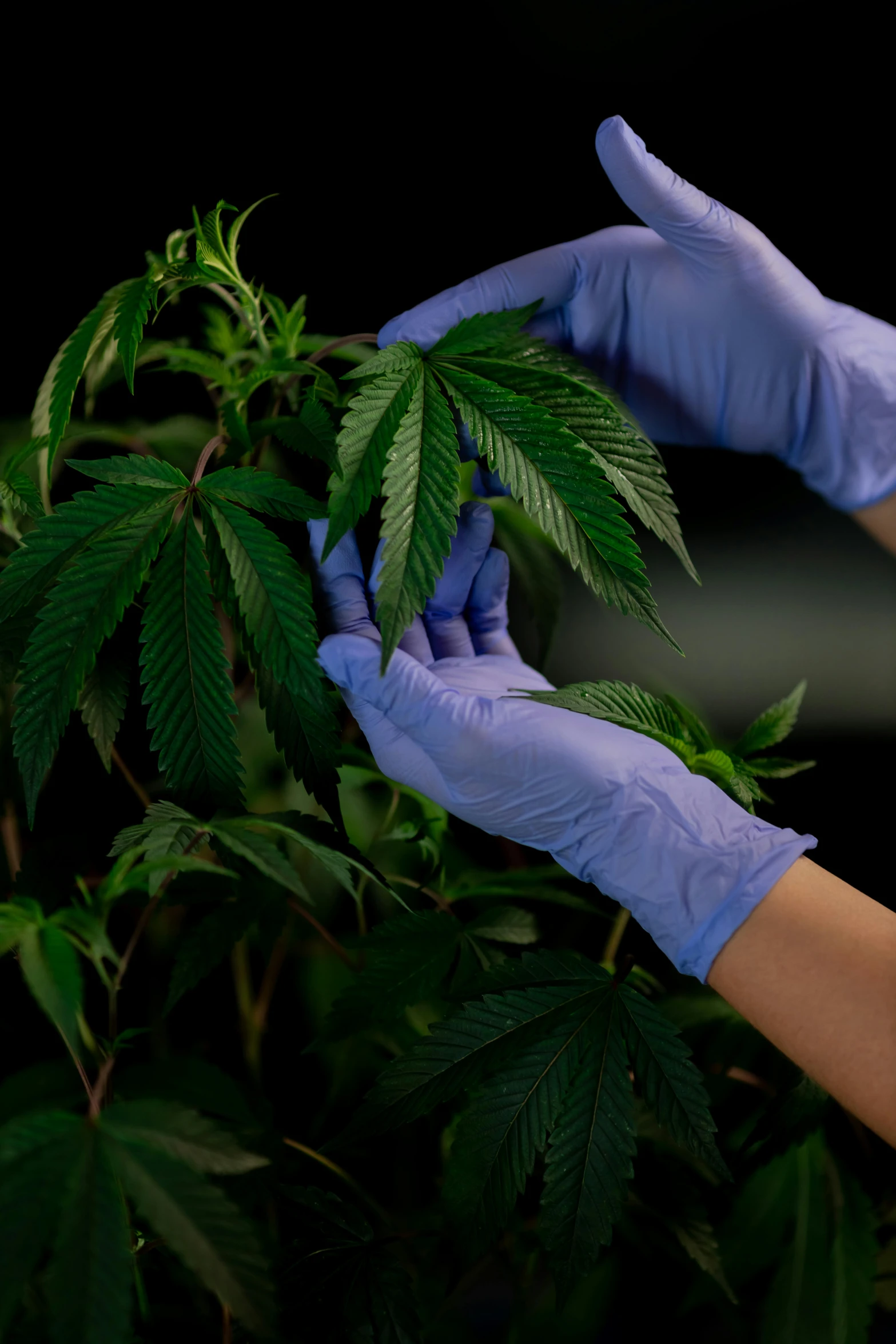 a person in blue gloves holding a plant, by Dan Frazier, shutterstock, renaissance, marihuana, made of lab tissue, thumbnail, contain