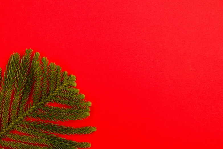 a christmas tree branch on a red background, pexels contest winner, postminimalism, 🦩🪐🐞👩🏻🦳, green bright red, red!! sand, thumbnail