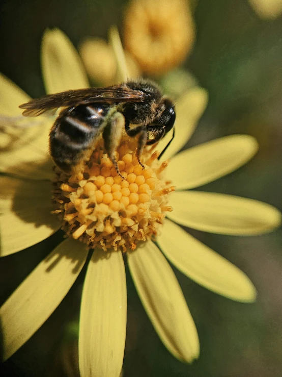 a bee sitting on top of a yellow flower, slide show, promo image, garis edelweiss, close up image