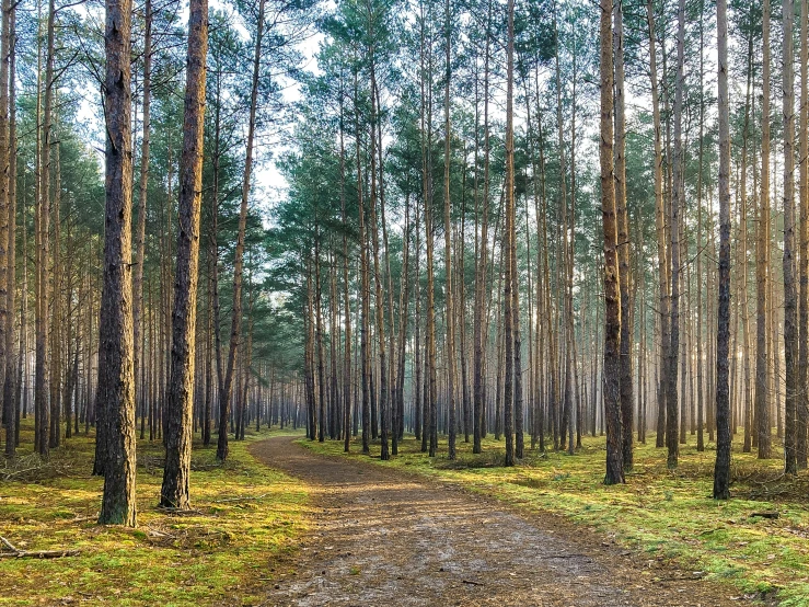 a dirt road in the middle of a forest, by Grytė Pintukaitė, unsplash, ((trees)), pine wood, historical photo, surrounding the city