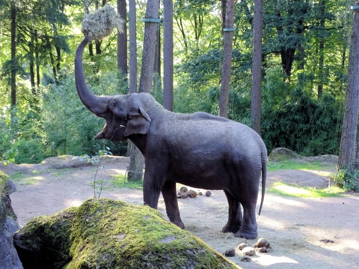 an elephant that is standing in the dirt, german forest, long trunk holding a wand, wikipedia, zoo
