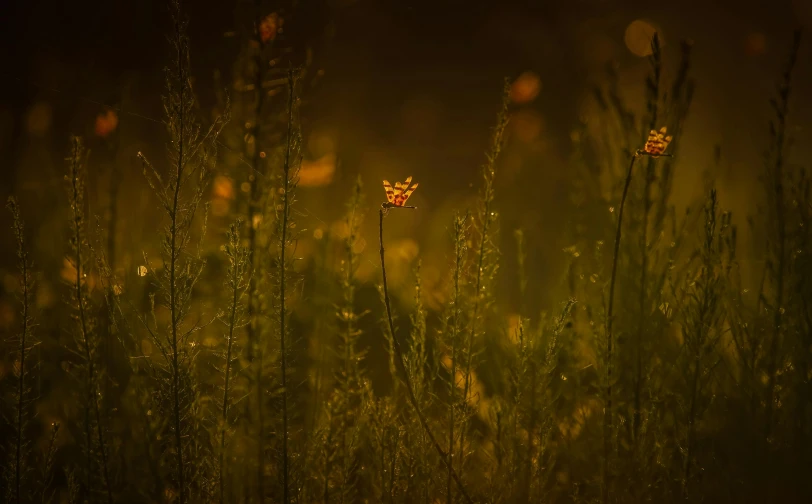 a yellow flower sitting on top of a lush green field, unsplash contest winner, tonalism, firefly forest at night, orange grass, fireflys, distant glowing figures