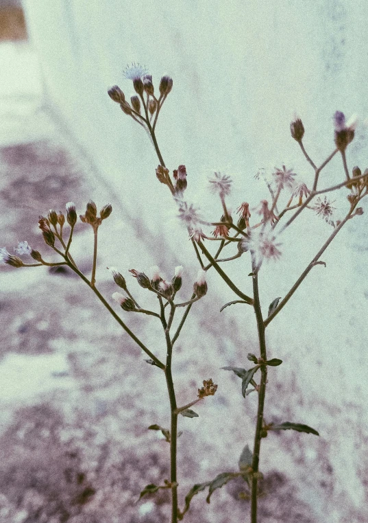 a close up of a small plant near a wall, a colorized photo, antipodeans, gypsophila, plant specimens, patchy flowers, lo fi