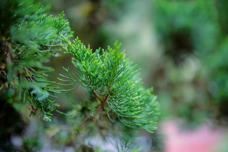 a close up of a pine tree branch, an album cover, inspired by Maruyama Ōkyo, unsplash, hurufiyya, verdant topiary, miniature forest, vibrant green, cedar