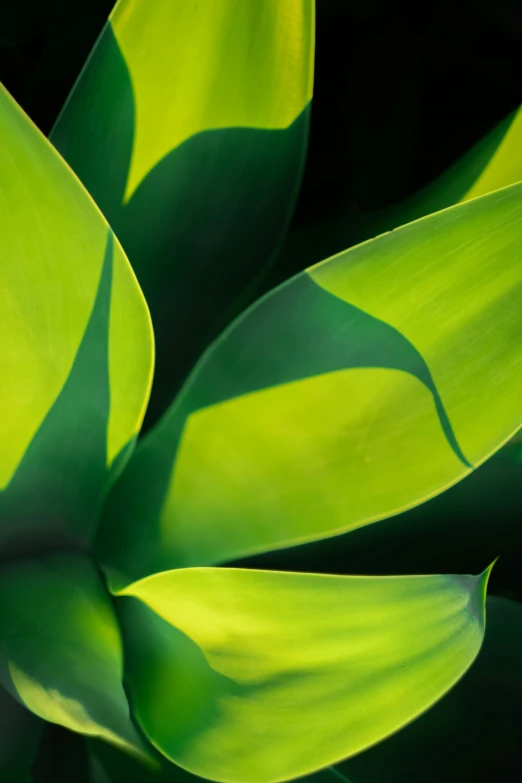 a close up of a plant with green leaves, inspired by Art Green, front lit, green and yellow, smooth shapes, underlit