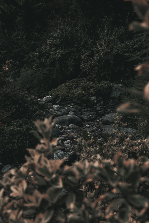 a man standing on top of a lush green hillside, inspired by Elsa Bleda, unsplash contest winner, tonalism, with lots of dark grey rocks, bushes and leafs, river running through it, outdoors at night