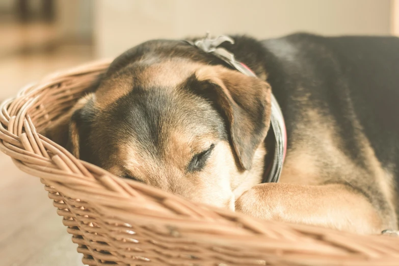 a dog sleeping in a basket on the floor, pexels contest winner, manuka, warm coloured, 1 2 9 7, feature