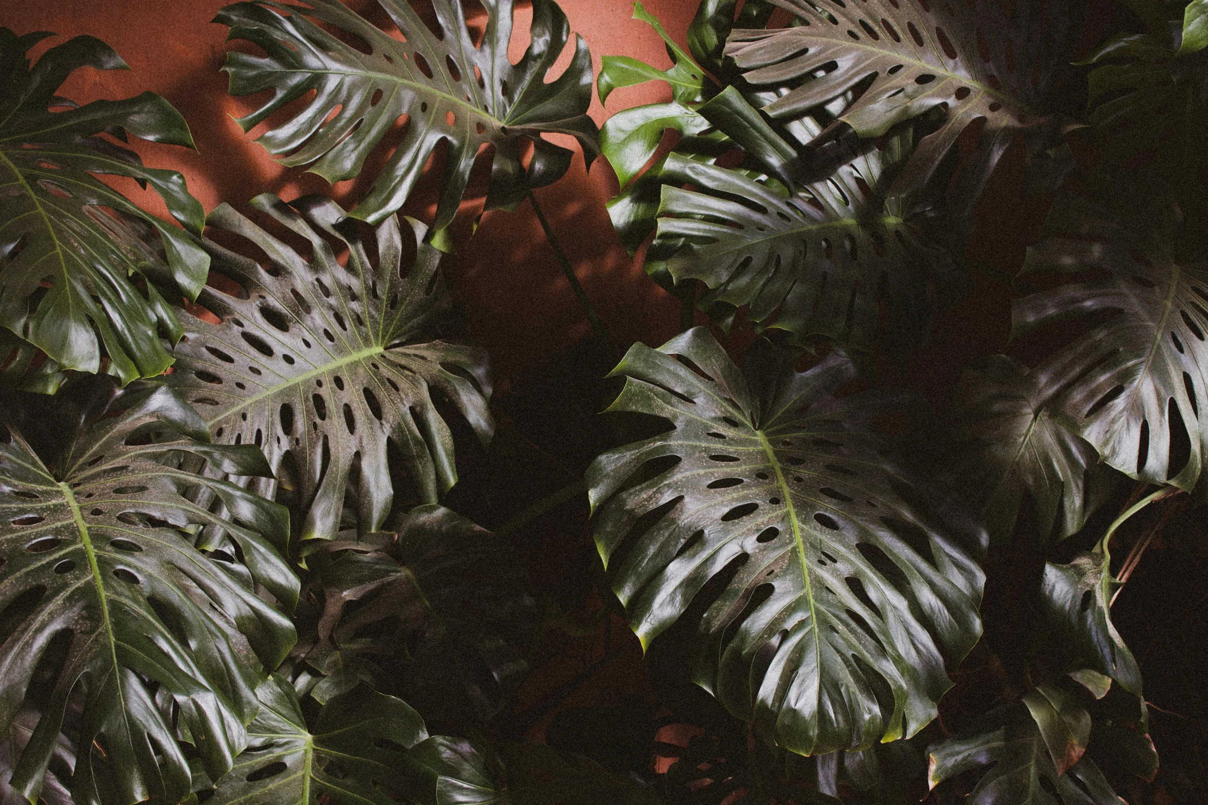 a close up of a plant with lots of leaves, inspired by Elsa Bleda, unsplash, photorealism, black and terracotta, monstera deliciosa, alessio albi, few overgrown plants