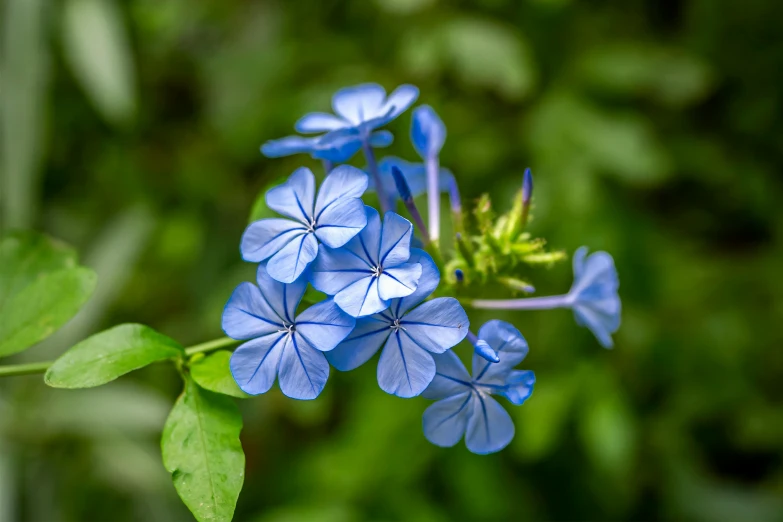 a close up of a bunch of blue flowers, by Jacob Kainen, pexels contest winner, sri lanka, avatar image