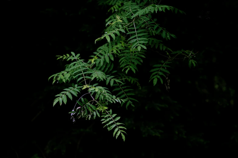 a fire hydrant sitting in the middle of a forest, an album cover, inspired by Elsa Bleda, hurufiyya, psychedelic fern, against a deep black background, cinestill hasselblad 2 0 0 mm, leaves on branches