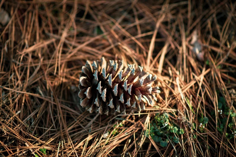 a close up of a pine cone on the ground, inspired by Andy Goldsworthy, unsplash, high polygon, brightly-lit, 2000s photo