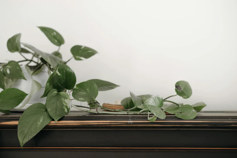 a close up of a plant on top of a piano, by Emma Andijewska, visual art, ebony wood bow, shelf, jungle vines, low ultrawide shot