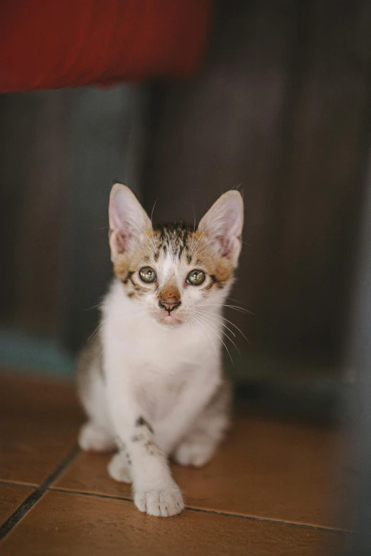 a kitten sitting on the floor looking at the camera, unsplash, white with chocolate brown spots, low quality photo, shot on sony a 7, gif