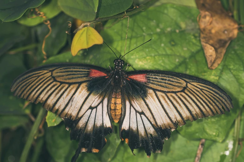 a close up of a butterfly on a leaf