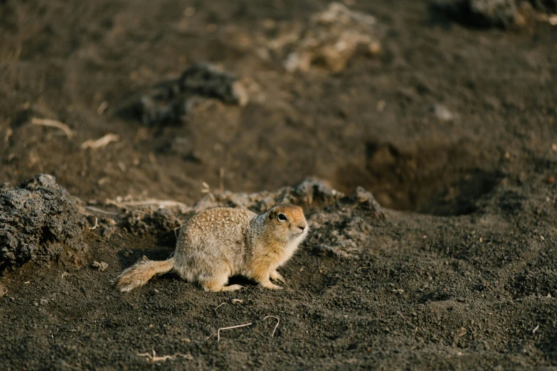 a small animal sitting on top of a dirt field, trending on pexels, in the steppe, museum quality photo, album, digging