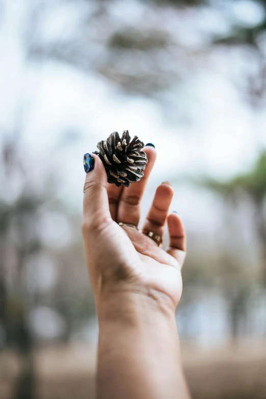 a person holding a pine cone in their hand, inspired by Elsa Bleda, pexels contest winner, unclipped fingernails, profile image, instagram post, shiny crisp finish