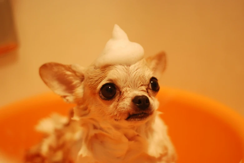 a small dog sitting in an orange bowl, by Elsa Bleda, featured on reddit, frosting on head and shoulders, covered in water drops, whipped cream on top, clean - shaven