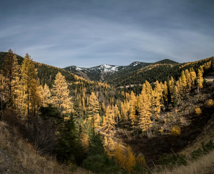 a forest filled with lots of trees next to a mountain, by Marshall Arisman, yellow, black fir, ultrawide image, valley