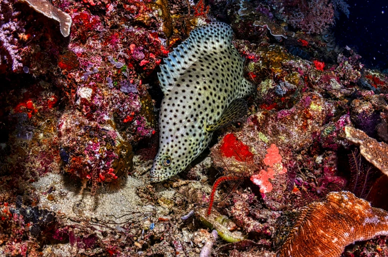 a close up of a fish on a coral reef, pointy shell, speckled, shot with sony alpha 1 camera, dwell